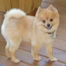 Pomeranian hair cut
